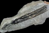 Pennsylvanian Fossil Fern (Lyginopteris) - Alabama #112761-3